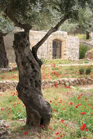 Garden Of Gethsemane Garden Of Gethsemane Holy Land Israel Israel Travel