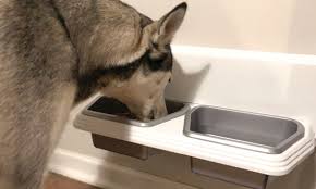 Kitchen Dog Inc Wall Mount Bowls By Livonia Company Detroit And Ann Arbor Metro Parent Dogs Livonia Bowl