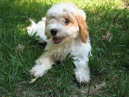 Health concerns to watch for in the cavapoo are: Cavapoo Haircuts The Essential Guide With Pictures Of Haircut Styles Cavapoo Cavapoo Puppies Cavapoo Dogs