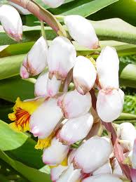 This plant is a bit more sensitive to direct sunlight and it may develop washed out spots or scorch marks if it's exposed to strong, direct sunlight. Xl Variegated Shell Ginger Plant Alpinia Z Variegata Urban Tropicals