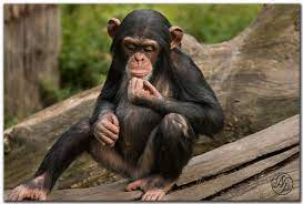 Chimpanzee Schimpans On Behance Baby Chimpanzee Chimpanzee Monkey