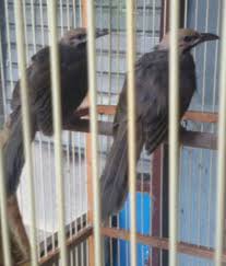 Check spelling or type a new query. Menghasilkan Banyak Uang Dari Beternak Burung Cucak Rawa Straw Headed Bulbul Tips Dan Bisnis Seputar Burung