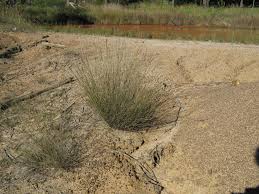 Image result for Aristida