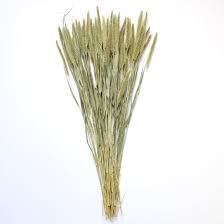 Image result for Setaria seriata