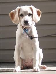 Beagle Cocker Spaniel Mix Black And White Bocker Bockers Beagle Cocker Hybrid Beagle Puppy Beagle Dog Beagle Mix