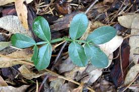 Image result for Maerua paniculata
