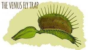 How The Venus Flytrap Eat Bugs Untamed Science