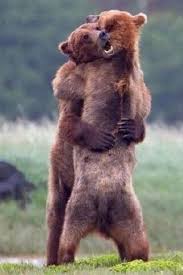 17 Of The Warmest Sweetest Bear Hugs Bear Bear Hug Cute Animals