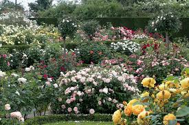 David Austin Rose Gardens Rose Garden Design David Austin Roses Rose Garden Landscape