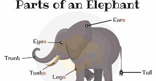 Human body parts tamil and english. Elephant Parts Elephant Body Parts With Pictures 7esl
