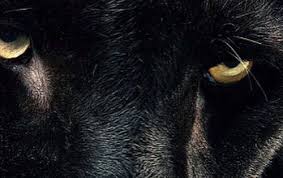 Pin By War Rior On Panther Animals Beautiful Majestic Animals Most Beautiful Animals