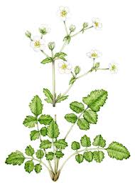 Image result for Rosaceae