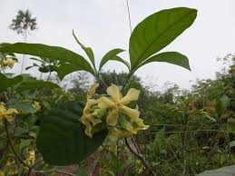 Image result for Voacanga africana