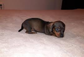 Welcome to debbie's dachshund puppies home. Miniature Dachshund Puppy For Sale Adoption Rescue For Sale In Richmond Virginia Classified Americanlisted Com