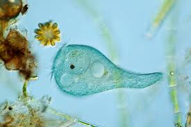 Image result for Sclerocroton