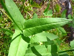 Image result for Senecio ruwenzoriensis