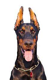 509 likes · 2 talking about this. Delaware Valley Doberman Pinscher Assistance Dedicated To The Rescue Of Dobermans In Pa Nj And De