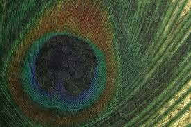 pin auf peacock