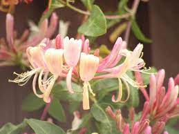 I haven't seen this color of honeysuckle before. Amazing Meaning And Symbolism Of Honeysuckle Flower You Should Know Florgeous