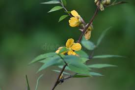 Image result for Senna occidentalis