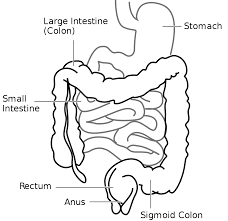 Using a colon between a verb and its object or complement. Large Intestine Wikipedia