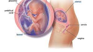 Saat usia kandungan 5 bulan, awalnya seorang bayi memiliki berat badan sekitar 360 gram dengan panjang kurang lebih 27 sentimeter. Perkembangan Janin 5 Bulan 20 Minggu Hamil Co Id