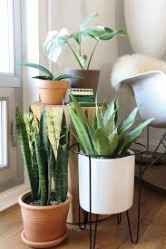 Best plant pots for indoor plants. Designing With Potted Plants Plants Live Indoor Plants Indoor Plant Pots