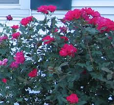 It is very similar to my favorite david austin rose, munstead wood. Bullet Proof Roses In Our Garden The Rose Journal