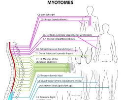 Myotome Testing Bismi Margarethaydon Com