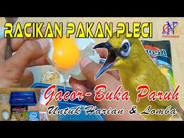 Maybe you would like to learn more about one of these? Racikan Pakan Pleci Agar Cepat Bukpar Dan Gacor Rahasia Pleci Juara Youtube