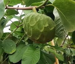 Image result for Annona cherimola