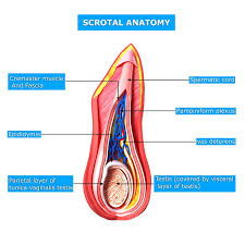 Pin On Prostate