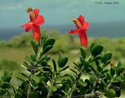 Image result for Pseudocalyx saccatus