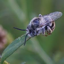 It is a large bee, close to an inch in length, with a hairy blue thorax, black abdomen, and long black eyes. Urbane Digger Bee And Sleeping On Flowers Estuary Us