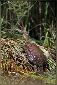 With over 120 locations across canada offering high quality, an outstanding selection, superior customer service and everyday low prices, moores has been successful for over 30 years. Moorse Beekschildpad Mauremys Leprosa Photo An De Wilde Photos At Pbase Com