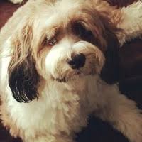 This is the price you can expect to budget for a tibetan terrier with papers but without breeding rights nor show quality. Tibetan Terrier Rescue Adoptions