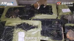 Toman al bebé y lo atan de los pies, es colgado de un tubo que sale de la pared de la casa y este enciende la motosierra y descuartiza al bebé en cuestión de segundos. Hallazgo Macabro En China 160 Cajas Sorpresa Con Mascotas Dentro Encargadas Por Internet Internacional