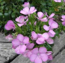 Image result for Rhodopentas bussei