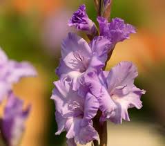 Image result for Gladiolus melleri
