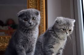 Scottish Fold Vucut Yapisi Kedi Blog