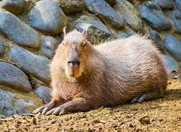 Really it is not that other animals like hanging out with a capybara, it is that capybaras are peaceful. The Cabybara 10 Facts About The World S Largest Rodent Worldatlas