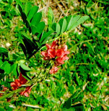 Image result for Indigofera hirsuta