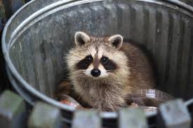 · keep raccoons, skunks, and possums out of your yard. How To Keep Raccoons Away From House Helpful Guide And Facts Family Life Share
