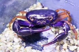 Image result for Euploca katangensis