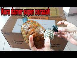 Kura Kura Damer Super Cerah Youtube