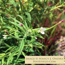 Image result for Epilobium