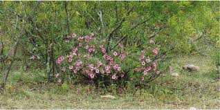 Image result for Adenium swazicum