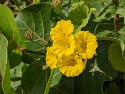 Image result for Merremia