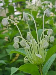 Image result for Clerodendrum incisum