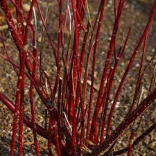 Image result for Sericorema sericea